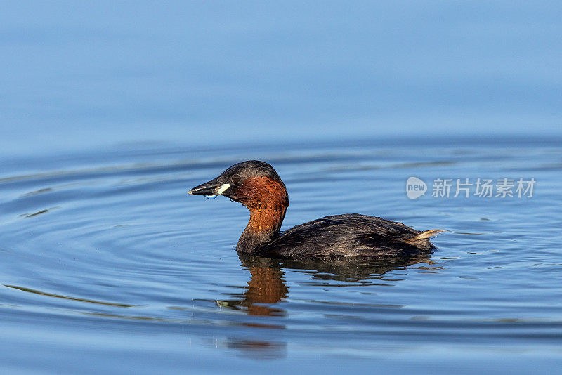 会游泳的小䴙䴘(学名:Tachybaptus ruficollis)